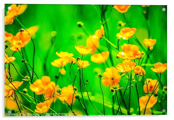 Buttercup flowers  Acrylic by Ian Stone