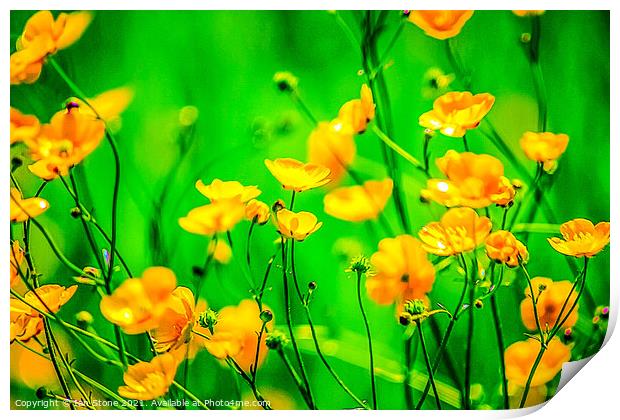 Buttercup flowers  Print by Ian Stone