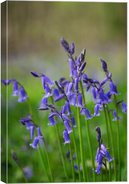 English bluebells Canvas Print by Jeanette Teare