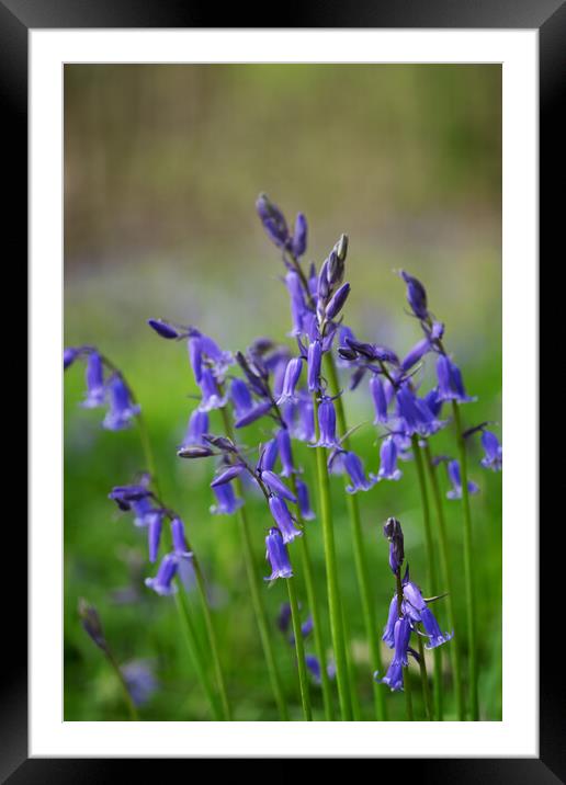 English bluebells Framed Mounted Print by Jeanette Teare