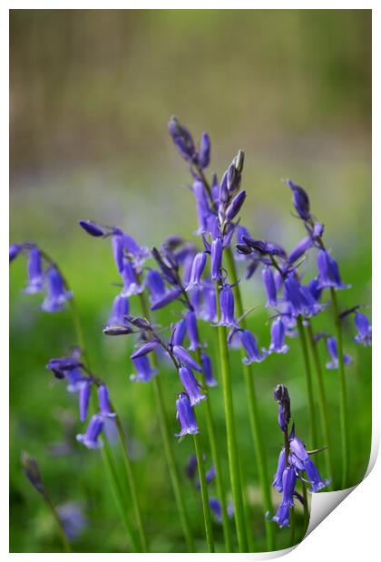 English bluebells Print by Jeanette Teare