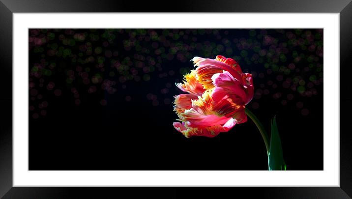 Tulip mania Framed Mounted Print by Jeanette Teare