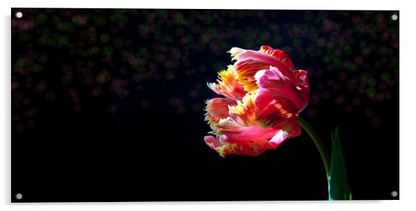 Tulip mania Acrylic by Jeanette Teare