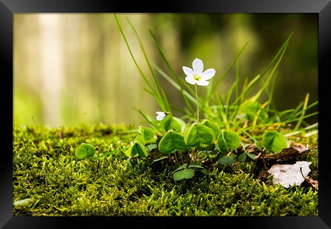 Forest flowers Framed Print by Sergey Fedoskin