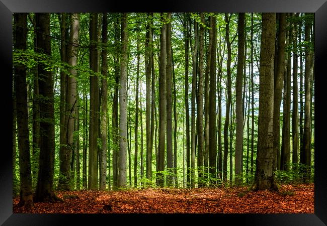 Beech summer forest. Framed Print by Sergey Fedoskin