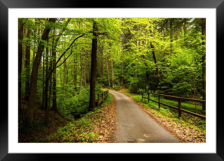 Rural road in summer forest. Framed Mounted Print by Sergey Fedoskin