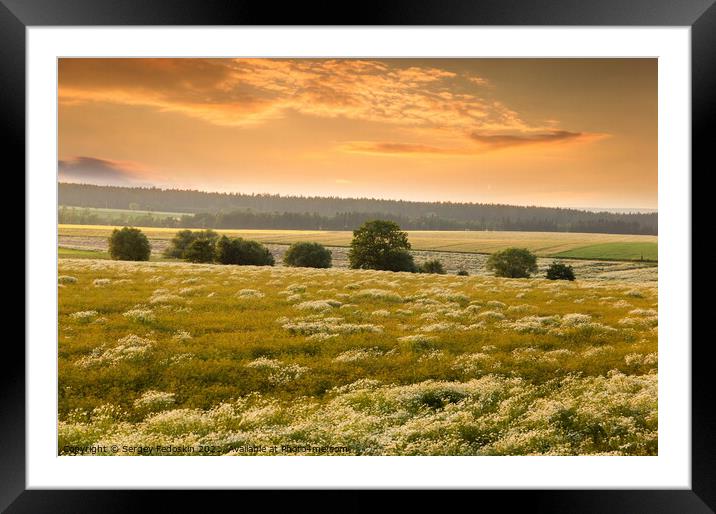 Blooming camomile flowers on a sunset. Framed Mounted Print by Sergey Fedoskin