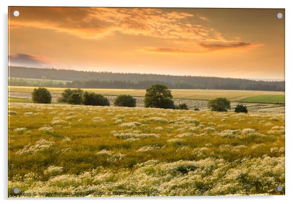 Blooming camomile flowers on a sunset. Acrylic by Sergey Fedoskin