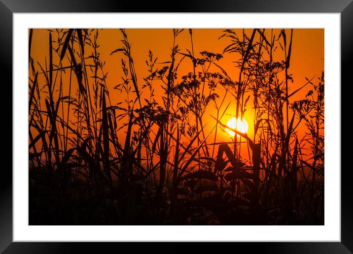 Grass on field in orange sunset Framed Mounted Print by Sergey Fedoskin