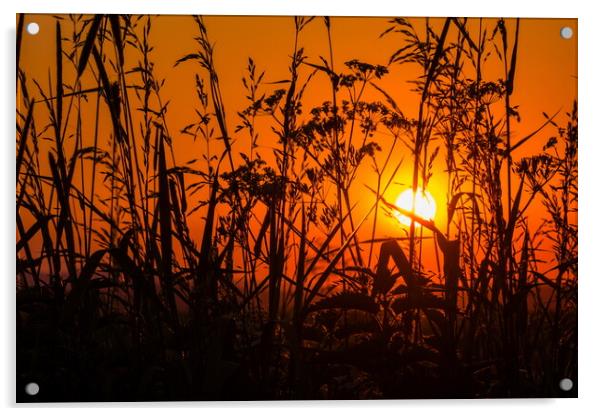 Grass on field in orange sunset Acrylic by Sergey Fedoskin
