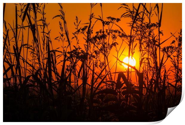 Grass on field in orange sunset Print by Sergey Fedoskin