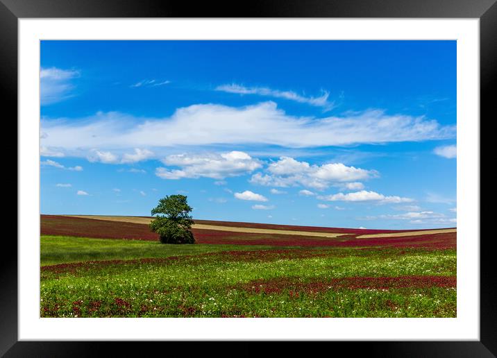 Field, tree and sky. Framed Mounted Print by Sergey Fedoskin