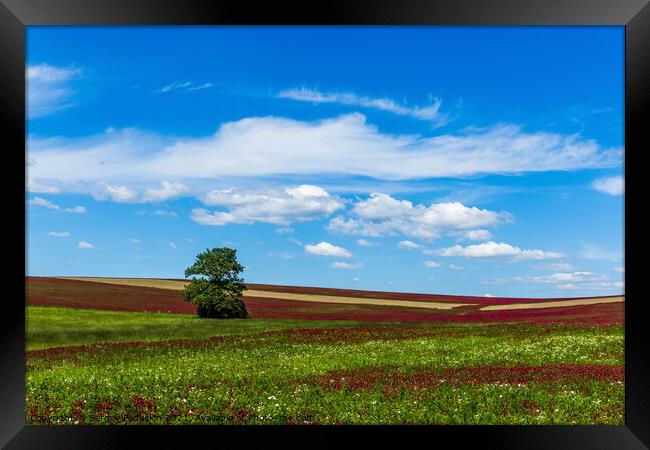 Field, tree and sky. Framed Print by Sergey Fedoskin