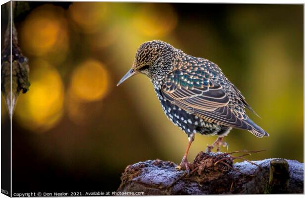 Regal Starling Gazing Out Canvas Print by Don Nealon