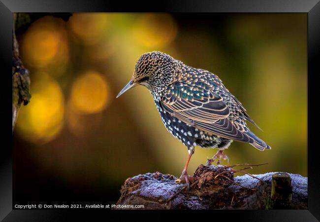 Regal Starling Gazing Out Framed Print by Don Nealon