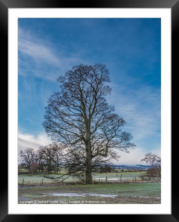 Hutton Hall Sycamore Silhouette 1 Framed Mounted Print by Richard Laidler