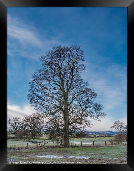 Hutton Hall Sycamore Silhouette 1 Framed Print by Richard Laidler