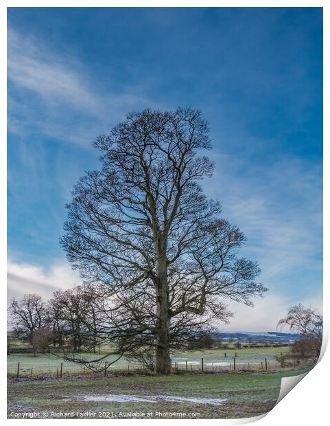 Hutton Hall Sycamore Silhouette 1 Print by Richard Laidler