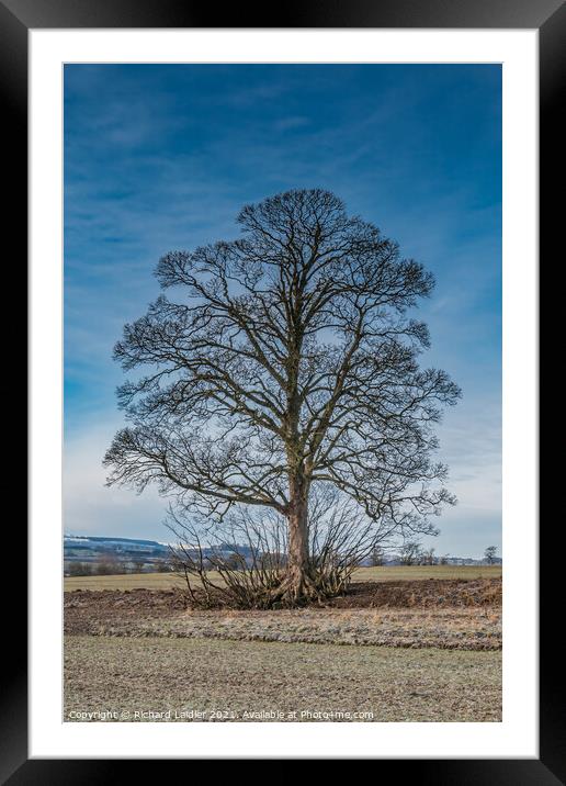 Hutton Hall Sycamore Silhouette 2 Framed Mounted Print by Richard Laidler