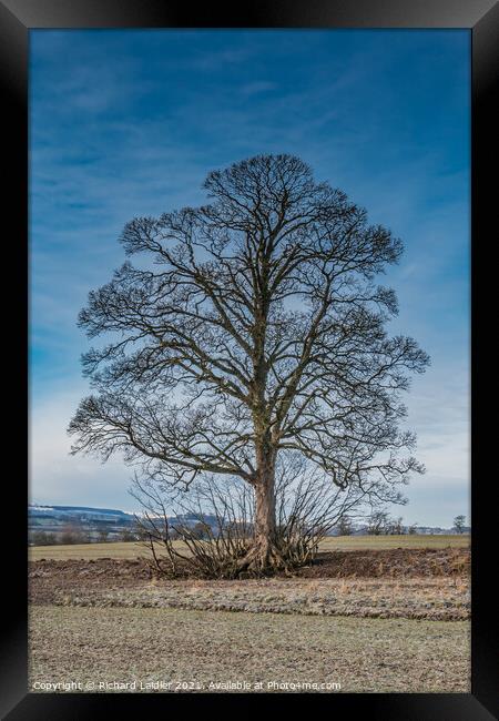 Hutton Hall Sycamore Silhouette 2 Framed Print by Richard Laidler