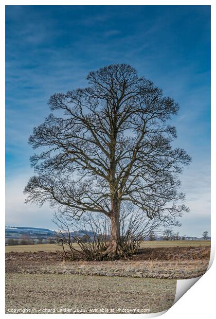 Hutton Hall Sycamore Silhouette 2 Print by Richard Laidler