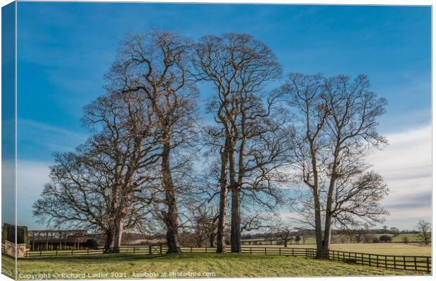 Sycamores at Thorpe Hall, Teesdale in Winter Canvas Print by Richard Laidler