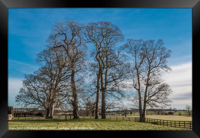 Sycamores at Thorpe Hall, Teesdale in Winter Framed Print by Richard Laidler