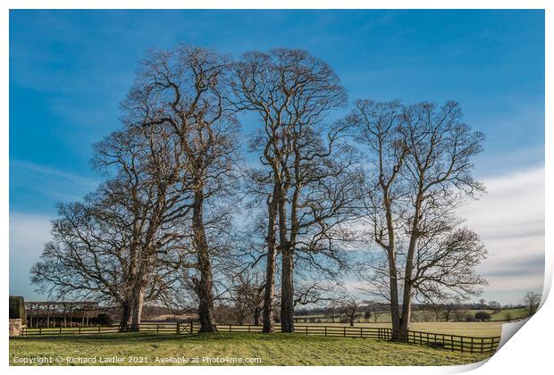 Sycamores at Thorpe Hall, Teesdale in Winter Print by Richard Laidler