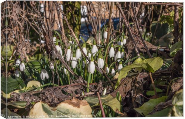 Flowering Snowdrops in January Sun Canvas Print by Richard Laidler