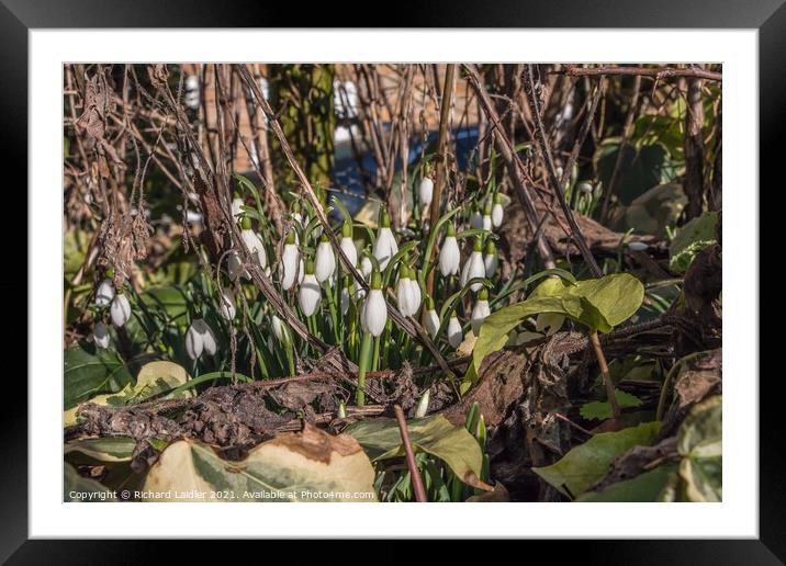Flowering Snowdrops in January Sun Framed Mounted Print by Richard Laidler