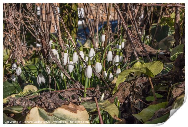 Flowering Snowdrops in January Sun Print by Richard Laidler