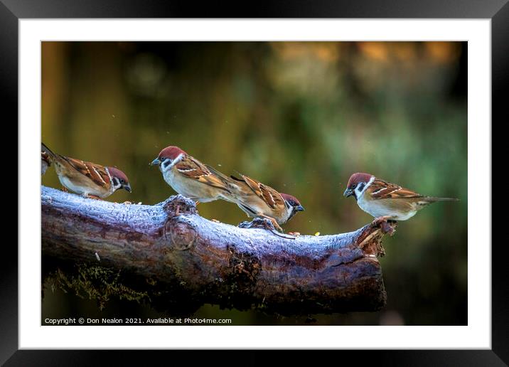 Chirpy Family Reunion Framed Mounted Print by Don Nealon
