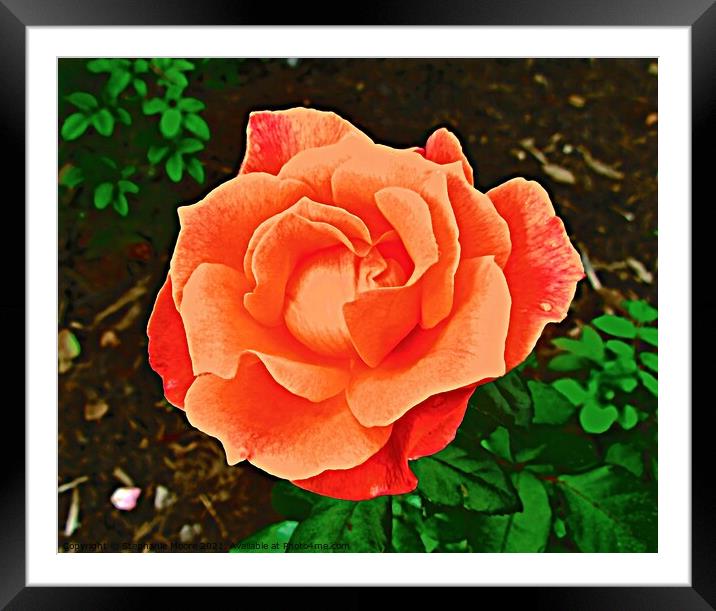 Orange Rose Framed Mounted Print by Stephanie Moore
