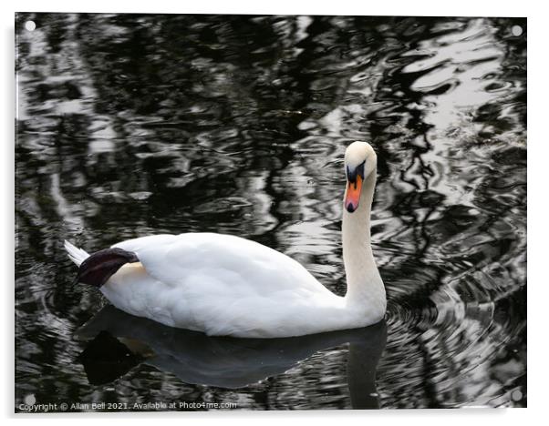 White swan resting leg Acrylic by Allan Bell