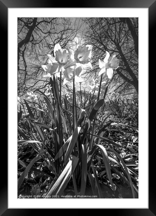 Daffodils. Framed Mounted Print by Bill Allsopp