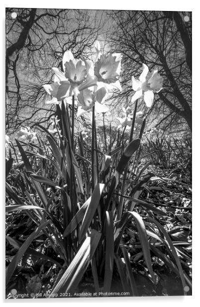 Daffodils. Acrylic by Bill Allsopp
