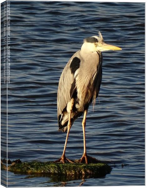 Heron looking for it’s next meal Canvas Print by Sue Walker