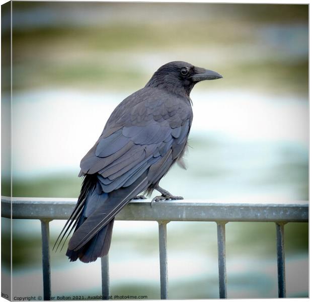 Crow sitting on a seafront railing at The Garrison, Shoeburyness, Essex, UK. Canvas Print by Peter Bolton