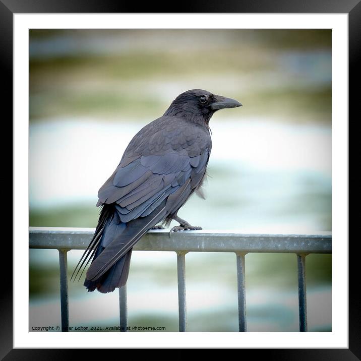 Crow sitting on a seafront railing at The Garrison, Shoeburyness, Essex, UK. Framed Mounted Print by Peter Bolton