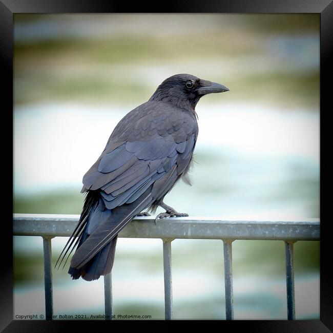 Crow sitting on a seafront railing at The Garrison, Shoeburyness, Essex, UK. Framed Print by Peter Bolton