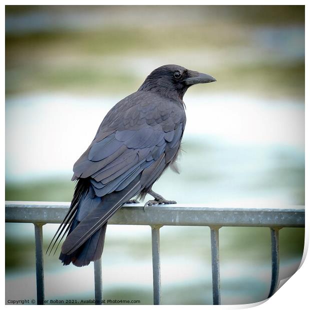 Crow sitting on a seafront railing at The Garrison, Shoeburyness, Essex, UK. Print by Peter Bolton