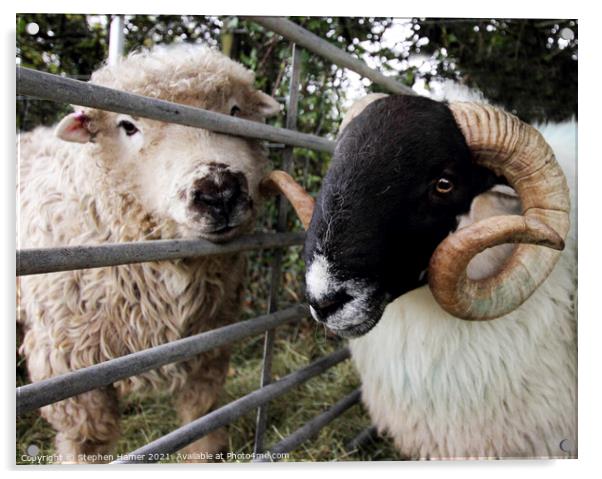 Dartmoor Sheep Acrylic by Stephen Hamer