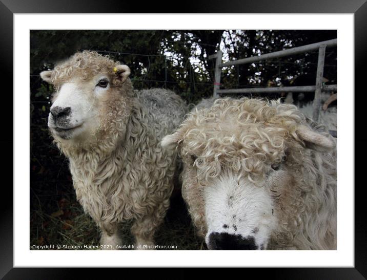Grey Face Dartmoor Sheep Framed Mounted Print by Stephen Hamer