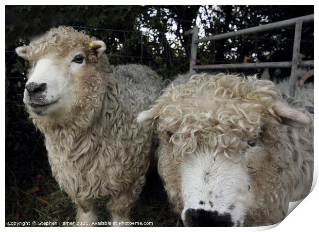 Grey Face Dartmoor Sheep Print by Stephen Hamer