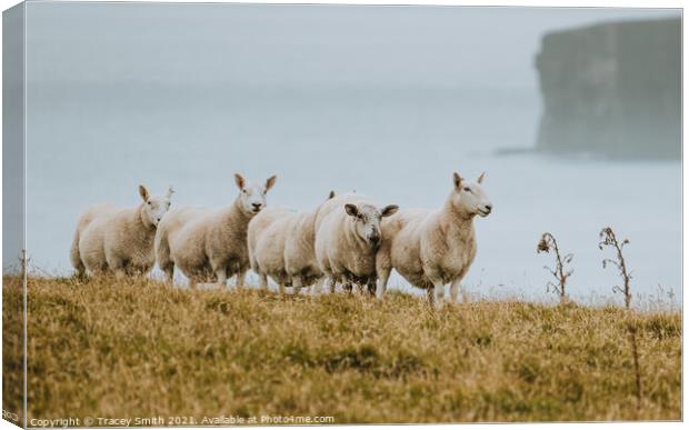 The Sheep of Duncansby Head Canvas Print by Tracey Smith