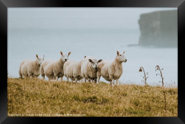 The Sheep of Duncansby Head Framed Print by Tracey Smith