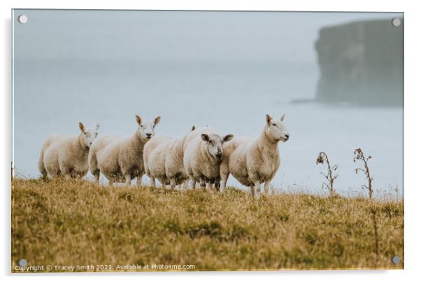The Sheep of Duncansby Head Acrylic by Tracey Smith