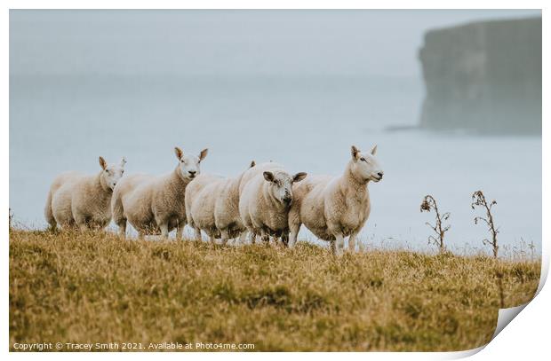 The Sheep of Duncansby Head Print by Tracey Smith