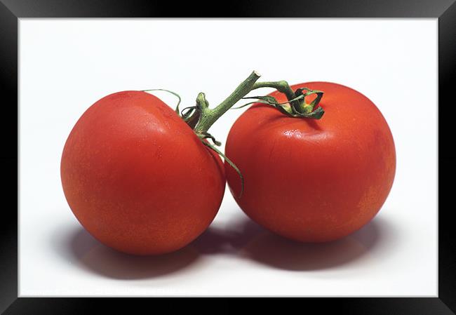 Tomatoes Framed Print by Chris Day