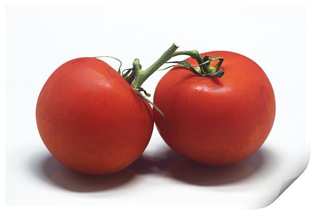 Tomatoes Print by Chris Day